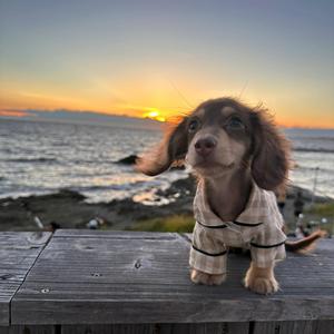 เสื้อผ้าสุนัขดัชชุนด์ชุดนอนขาสั้นตัวยาวแบบลำลองทำจากโพลีเอสเตอร์สำหรับแมวอุปกรณ์เสริมที่น่าดึงดูดสำหรับสัตว์เลี้ยง - Product Image 2