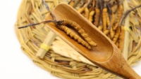 Cordyceps-flores liofilizadas, Cordyceps, militaris, cordiceps, cordyceps, sinensis