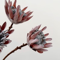 Fleur artificielle de monarque séchée, fleur Principla de style européen, décoration florale artificielle, accessoire de photographie pour maison modèle