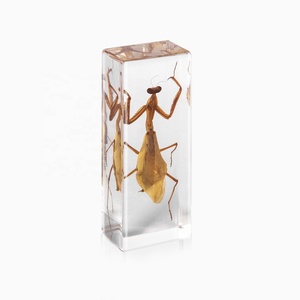 교실 중학생용 도매 교육용 교구 실제 곤충 사마귀 에폭시 수지 박제 표본 문진 - Product Image 1