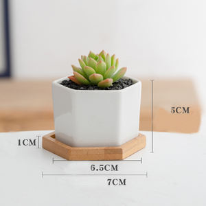 Maceta <span class=keywords><strong>de</strong></span> cerámica esmaltada <span class=keywords><strong>de</strong></span> 2,7 pulgadas con bandeja <span class=keywords><strong>de</strong></span> bambú, maceta <span class=keywords><strong>de</strong></span> <span class=keywords><strong>Cactus</strong></span> suculenta duradera ecológica <span class=keywords><strong>para</strong></span> uso doméstico al aire libre - Product Image 2