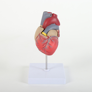מודל אנטומיה של לב אדם הדגמת מדע הרפואה לחינוך לבתי ספר לרפואה - Product Image 2