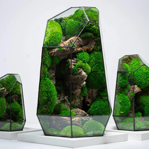 Kunden spezifische konservierte Moos terrarien Grüne Moos pflanzen <span class=keywords><strong>Terrarium</strong></span> Geometrische Zimmer pflanze Glas <span class=keywords><strong>terrarium</strong></span> Natürliches Moos - Product Image 2