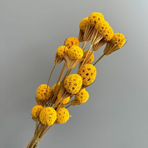 <span class=keywords><strong>Bouquet</strong></span> de boules de gomme douce séchées naturelles pour mariage bohème, douche nuptiale, arrangement floral, <span class=keywords><strong>d</strong></span>écoration <span class=keywords><strong>d</strong></span>'événements - Product Image 5