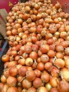 2025 Nova Colheita Melhor Cebola Fresca com Bom Preço Amarelo/Vermelho/Branco Atacado China Cebolas Redondas Shandong para Exportação - Product Image 5