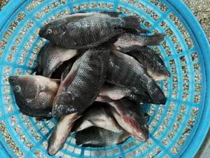 Tilápia Negra Congelada IQF de Origem Chinesa, 10 KGS, Venda Direta da Fábrica com Preço Competitivo - Product Image 2