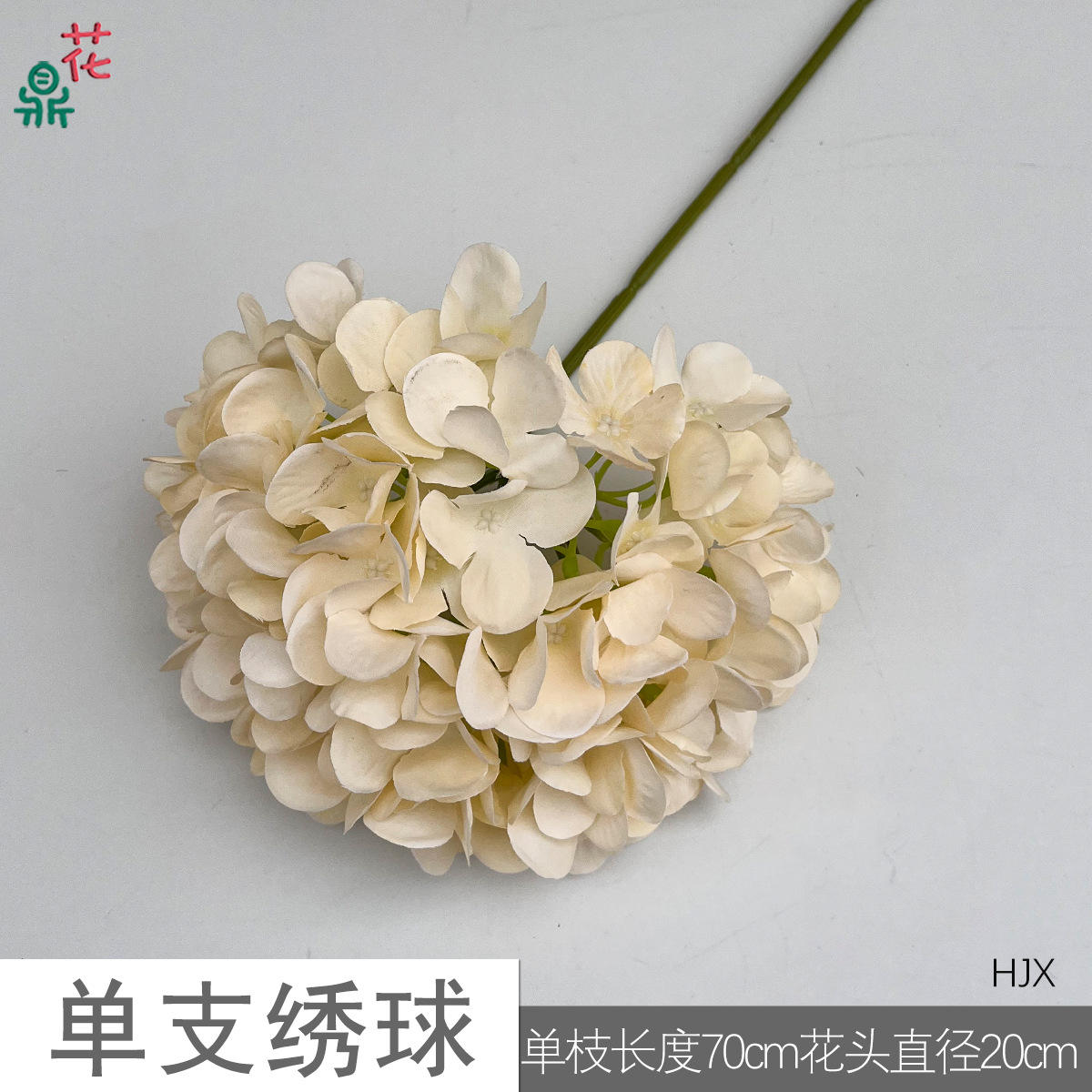 ดอกไฮเดรนเยียสีเดียวสีแชมเปญ