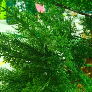 Nouvel arbre de Noël, grand <span class=keywords><strong>sapin</strong></span> de Noël en PE, <span class=keywords><strong>sapin</strong></span> artificiel - Product Image 4