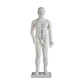 70CM <strong>Acupuncture</strong> <strong>Model</strong> Medical Science <strong>Human</strong> <strong>Acupuncture</strong> Teaching <strong>Model</strong> <strong>Acupuncture</strong> <strong>Human</strong> <strong>Body</strong> <strong>Model</strong> - Product Image 1