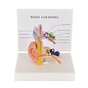 Modelo <span class=keywords><strong>de</strong></span> anatomía del oído humano, ciencia médica - Product Image 2