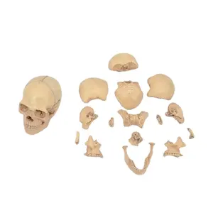 Detachable skull model 15 parts,1/2 natural size PNT-1158