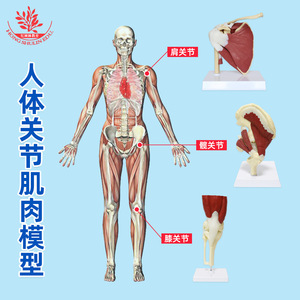 Modelo de articulación humana con músculos, comunicación funcional entre ortopedista y paciente, muestra de articulación médica con versión muscular - Product Image 5