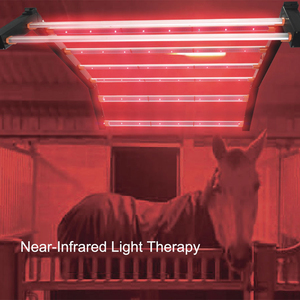 2025 longood การบำบัดด้วยแสงสีแดงสำหรับมืออาชีพ7โปรแกรม200W 700W 800W 660nm/850nm/450nm/3000K - Product Image 3