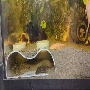 Mini Aquário com Teto Transparente para <span class=keywords><strong>Betta</strong></span>, Guppies e Peixes Dourados |   Economizador de Espaço e Fácil de Limpar (Sem Eletricidade) |   Compatível Pequeno - Product Image 5