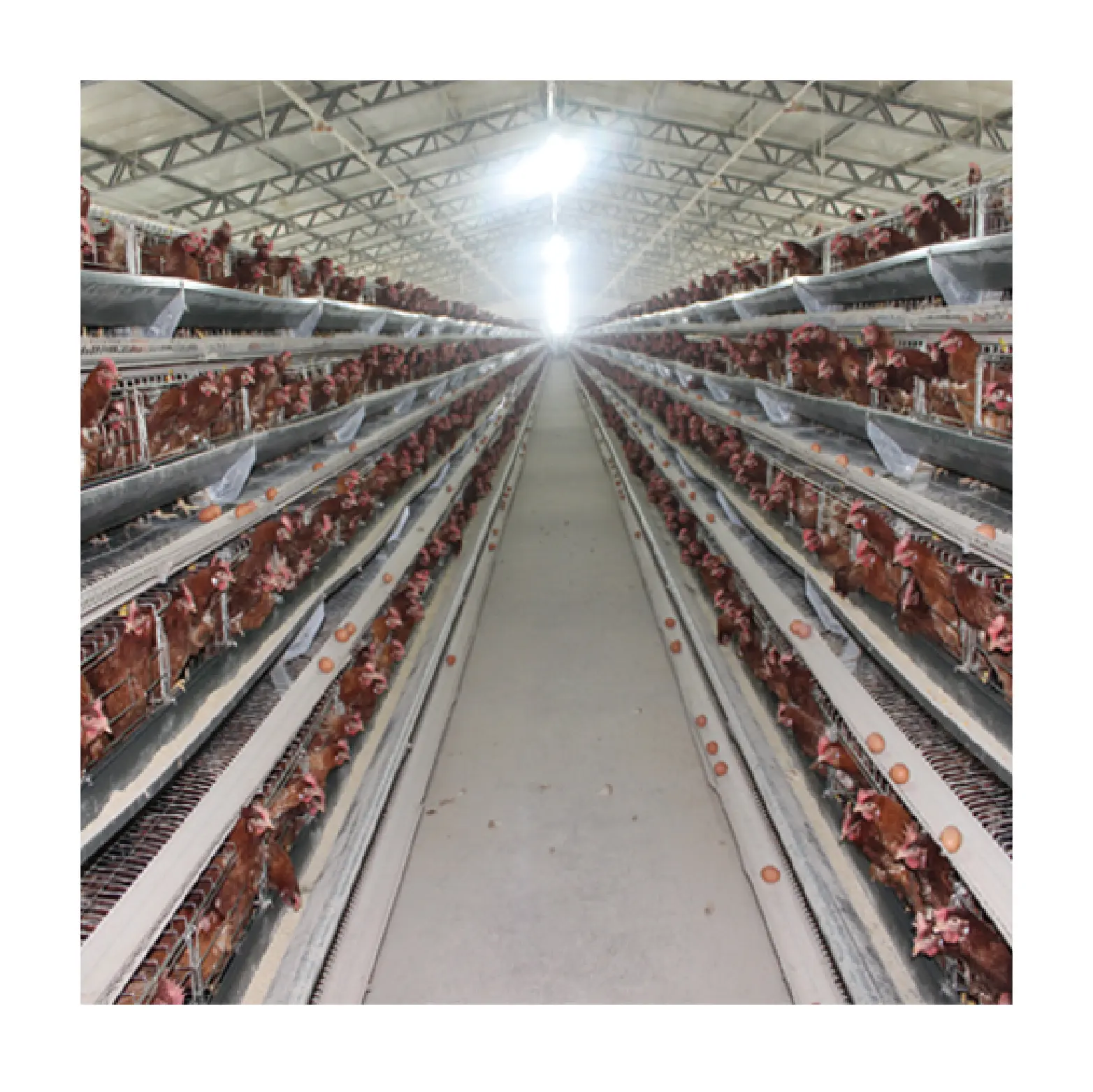 סין מפעל אספקת מכירה לוהטת סוג סוללה בעלי החיים כלוב עוף עופות כלוב שכבה תינוק עוף כלובי
