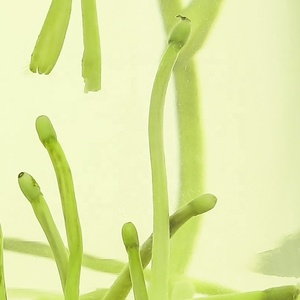 Xanadu folhas de mel soltas, folhas premium de ervas naturais para extrato de óleo - Product Image 6