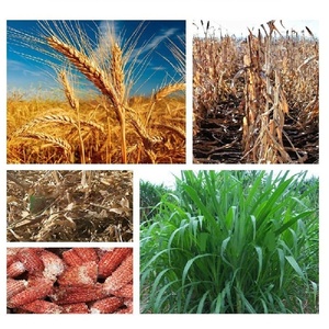 Trituradora de Motor eléctrico de <span class=keywords><strong>3</strong></span> toneladas/H para alimentación animal, corte de paja de trigo/maíz, máquina eficiente para industrias de procesamiento de alimentos - Product Image 6