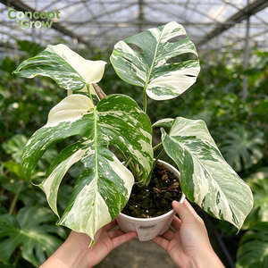 <span class=keywords><strong>Monstera</strong></span> <span class=keywords><strong>Albo</strong></span> Variegata Atemberaubende Weiß-Grün Variegatierte Blätter Gesunde Verwurzelte Topfpflanze für Seltene Aroiden-Sammlungen - Product Image 2