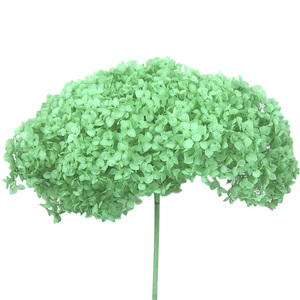 UKIQUEEN, <span class=keywords><strong>precio</strong></span> de fábrica al por mayor, hortensias blancas secas naturales, flores preservadas para el Día de San Valentín, Año Nuevo, Día del Padre - Product Image 5