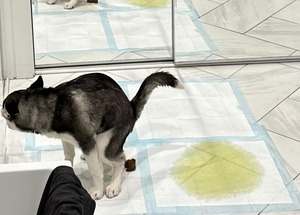 Almohadillas de entrenamiento para cachorros extra grandes desechables de primera calidad, absorbentes de orina, impermeables, suministro de fábrica para perros, allanamiento de morada en interiores - Product Image 5