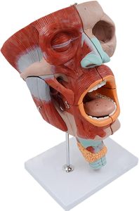 Khoa học y tế Mô hình giải phẫu kích thước thật của cơ họng, thanh quản, miệng, mũi, lưỡi, cơ mặt, cơ quan y tế - Product Image 3