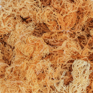 Musgo Irlandés |   Alimento Vegano de Seamós Secos a Precio Económico desde Vietnam - Product Image 1