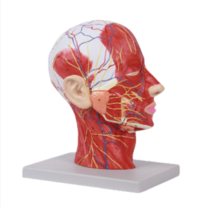 Ada แบบจำลองทางการแพทย์แบบจำลองทางพยาธิวิทยาของต่อมไทรอยด์และศีรษะและลำคอแบบจำลองทางระบบประสาทสำหรับการสาธิตโรคเครื่องมือการสอนทางการแพทย์ - Product Image 4