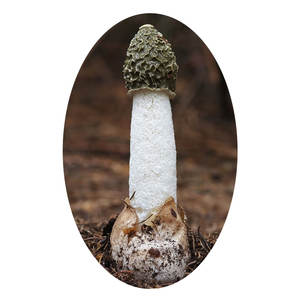 प्राकृतिक phalus इम्मुदुकस अर्क पाउडर 30% <span class=keywords><strong>50%</strong></span> पॉलीसेकेराइड - Product Image 3