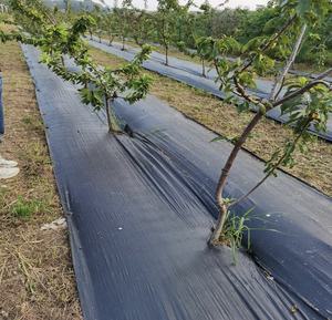 <span class=keywords><strong>La</strong></span> tela antihierbas de PP suele ser tejida con hilo plano de polipropileno (PP) o una mezcla de PP y polietileno (PE). - Product Image 1