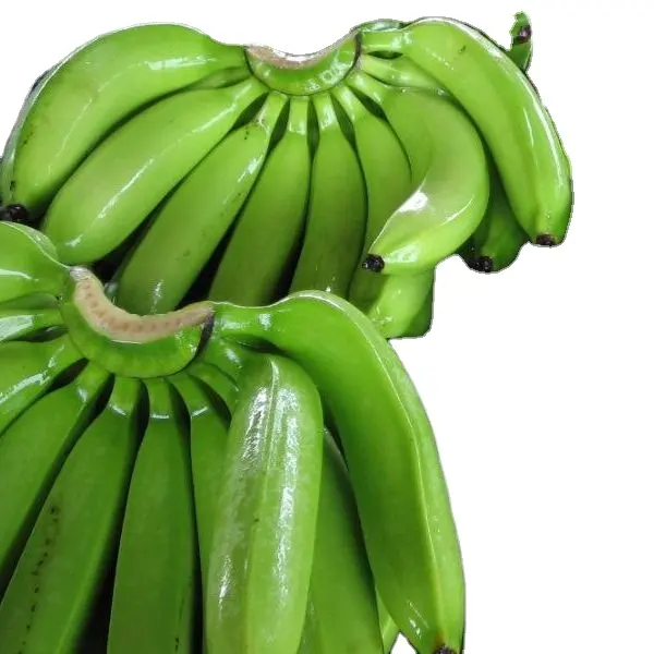 100% banana de cavendish fresca com plantos no atacado para a exportação em todo o mundo