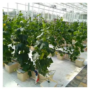 Hydroponic Tomato And Potato Bucket Dutch Grow Growing Pots System