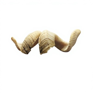 Shofar en corne de bélier naturelle non finie, fait main, de haute qualité, personnalisé, AZ ENTERPRISES AZE-RH02, traditionnel de l'Uttar Pradesh - Product Image 1