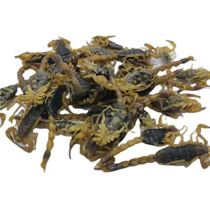 quan xie hot sale natural herb dried scorpion without salt