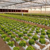 Serre commerciale système de culture sans sol croissance de la culture de la laitue système hydroponique de culture hydroponique NFT