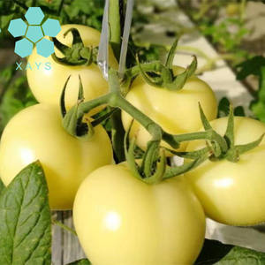 Halal Certificaat Hoge Kwaliteit Beste Prijs Wit Tomaat Extract Natuurlijke Witte Tomaat Kristallen Poeder Voor Whitening - Product Image 3