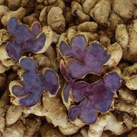 Extrait de gingembre noir de qualité alimentaire en poudre 5% 5,7-Diméthoxyflavone Extrait de Kaempferia Parviflora pour complément alimentaire