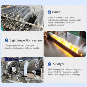 Limpiador de huevos sucios industriales OCEAN, línea de lavado de huevos, máquina clasificadora de secado de huevos de ganso de acero inoxidable - Product Image 6