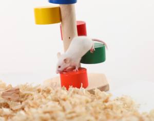 Rats congelés pour animaux de compagnie serpents lézards grenouilles tortues crocodiles renards faucons scinques chats et reptiles animaux de compagnie - Product Image 3