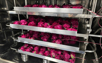 Ligne de production de fruits lyophilisés sous vide Machine de lyophilisation industrielle
