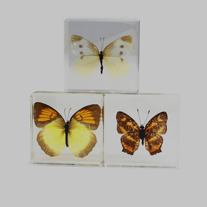 Một lỗi của cuộc sống-bảo quản mãi mãi trong nhựa bướm taxidermy nhựa côn trùng sinh học mẫu thủ công mỹ nghệ - Product Image 2