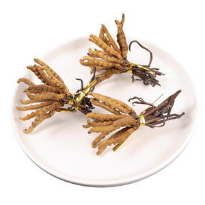 Cordyceps naturais para plantas 100% herbal cordyceps sinensis - Product Image 5