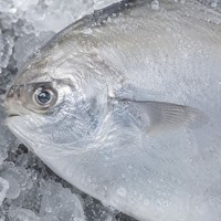 Pomfret argenté entier IQF surgelé de qualité supérieure 100-200g 200-300g Origine Chine Poisson de mer surgelé de haute qualité pour la restauration en gros