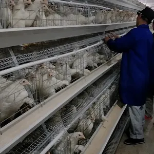TBB Poultry Farm 10000 Layer Chickens Farm Bird Cage Precio A Tipo Equipo para gallinas ponedoras a la venta