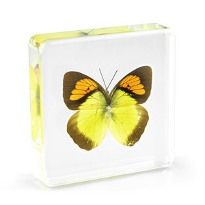 Một lỗi của cuộc sống-bảo quản mãi mãi trong nhựa bướm taxidermy nhựa côn trùng sinh học mẫu thủ công mỹ nghệ - Product Image 5