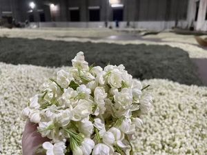 Muestra Gratis de Té Verde Moli Xianghao con Aroma a Jazmín, Origen Fujian, Té Saludable en Hojas Sueltas - Product Image 4