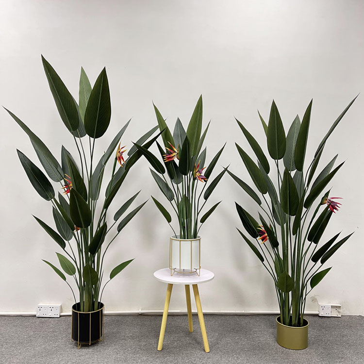 Film Birds of Paradise110cm