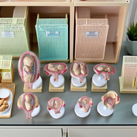 Modelo anatómico de Desarrollo Gestacional Fetal de ciencia médica DARHMMY BOU/JS-414