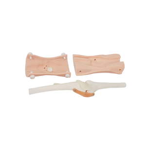 Model Sendi Lutut Manusia Model Artroskopik Lutut Model Injeksi Lutut - Product Image 4