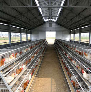 ZHILIAN ZL0204 Endüstriyel Modern Çelik Yapı Prefabrik Tavuk Kümesi Broiler Kümes Hayvan Çiftliği 5 Yıl Garantili Yüksek Yük Kapasiteli - Product Image 1