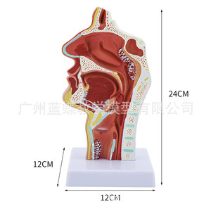 Secciones patológicas de la cavidad nasal, faringe, orofaringe, laringo-faringe, cavidad nasal y cavidad oral; modelo anatómico - Product Image 2